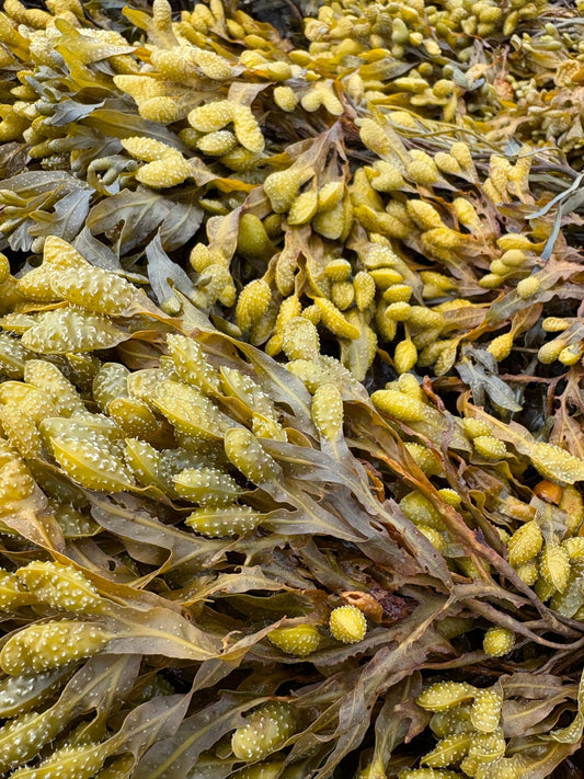 Algas Fucus | Solko