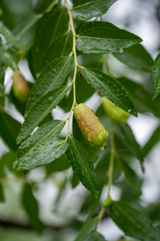 Aceite de Jojoba | Solko